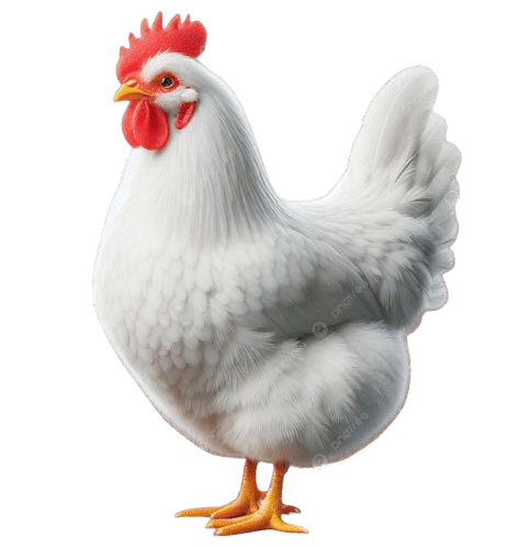 pngtree-white-chicken-isolate-on-background-png-image_14579053-removebg-preview
